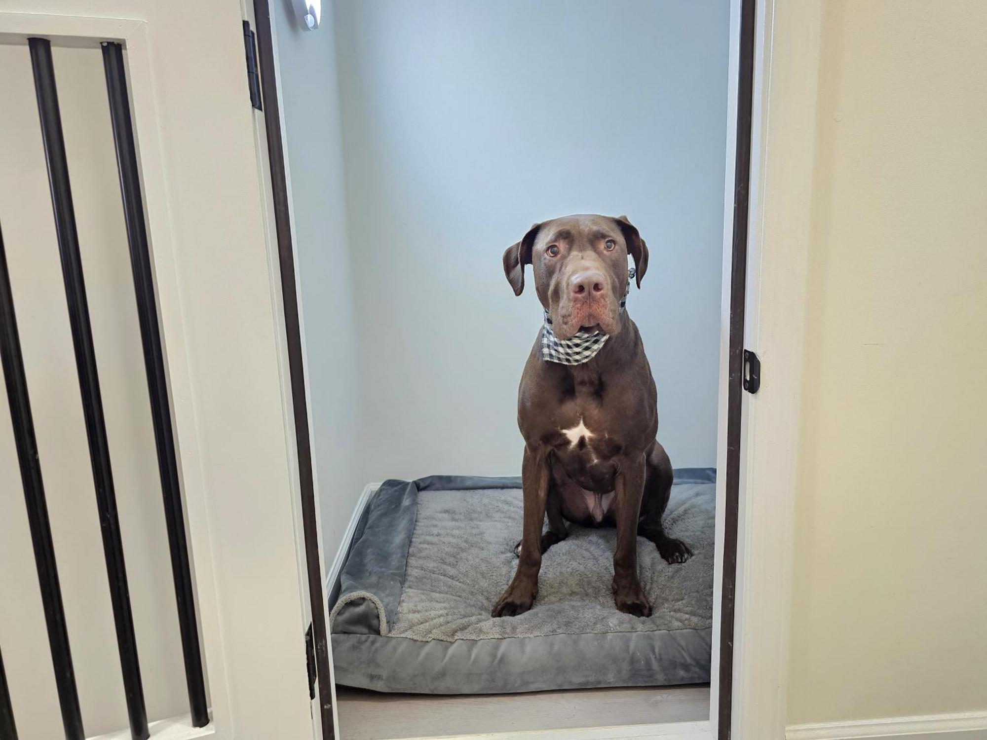 Charlorre Townhome - 1br Pet Friendly Charlotte
